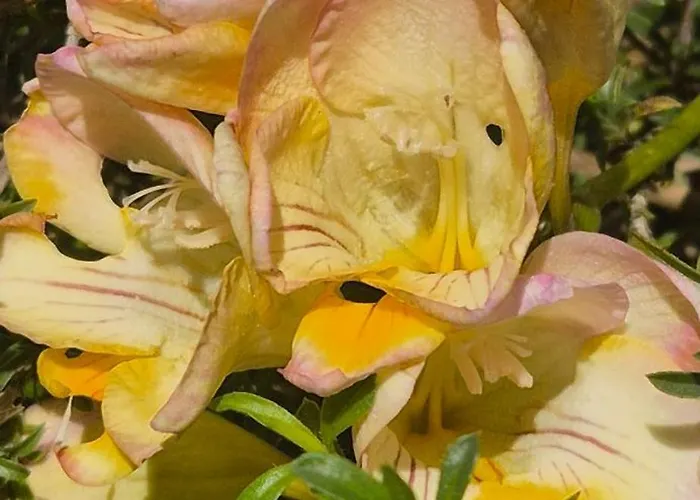 La Caparica 沙尔内卡