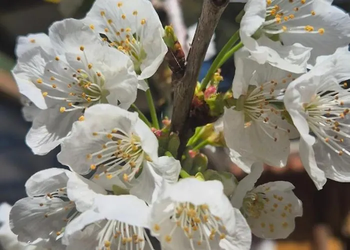 度假居 La Caparica 沙尔内卡