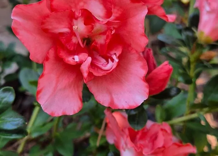 度假居 La Caparica *