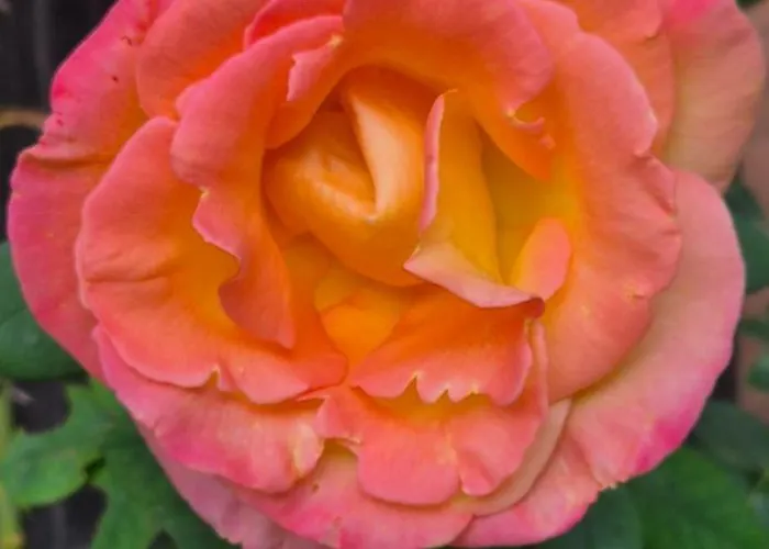 La Caparica 度假居 *