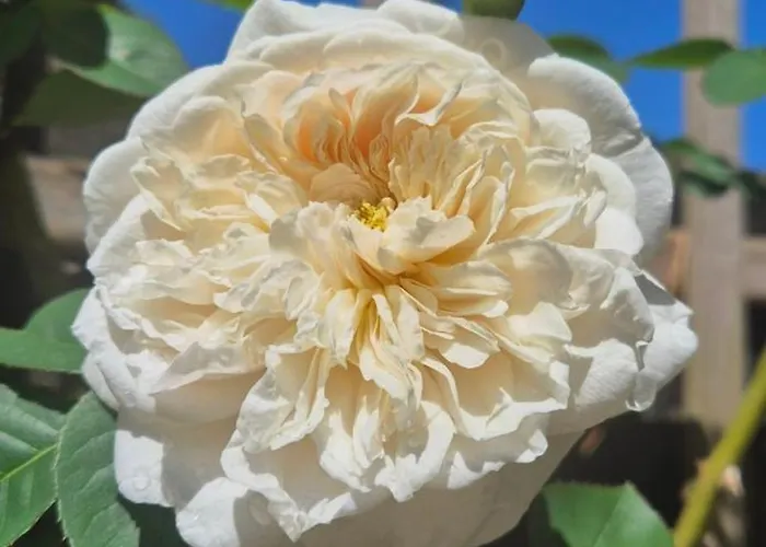 La Caparica 度假居 *