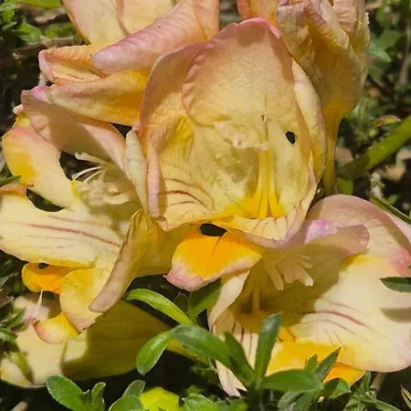 La Caparica Charneca (Setubal)