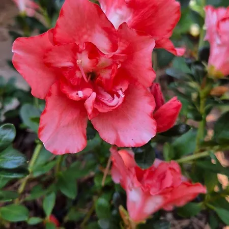 Сasa de vacaciones La Caparica *