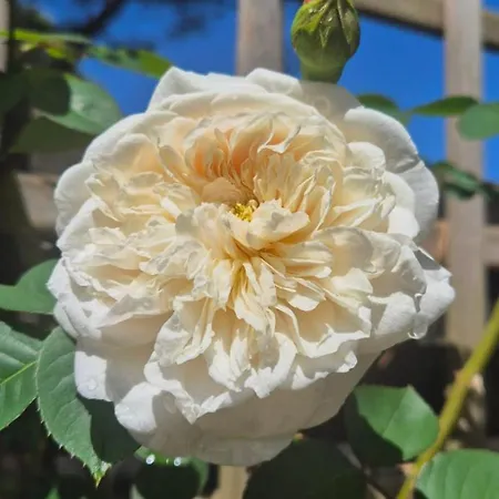 La Caparica Сasa de vacaciones *