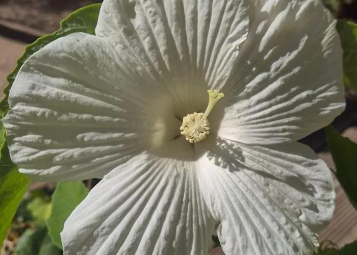 La Caparica Casa vacanze