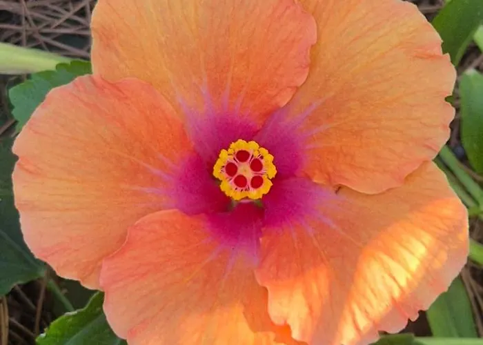 Casa vacanze La Caparica Charneca (Setubal)